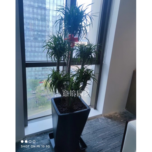 天堂鳥高低組合