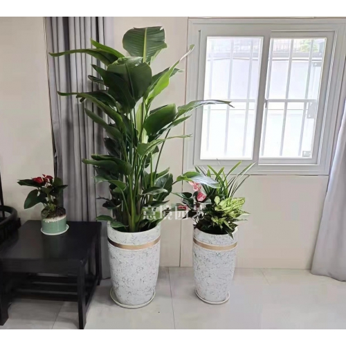 天堂鳥高低組合