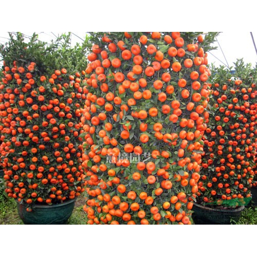 大四季桔