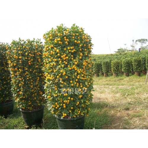 大朱砂桔