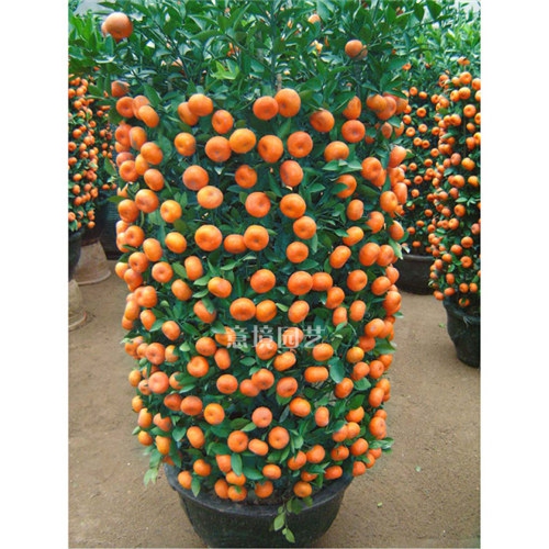 大朱砂桔