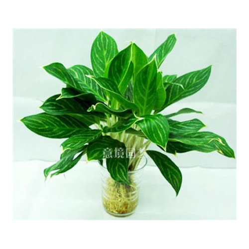 水養(yǎng)白雪公主