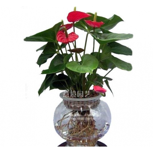 水培紅掌